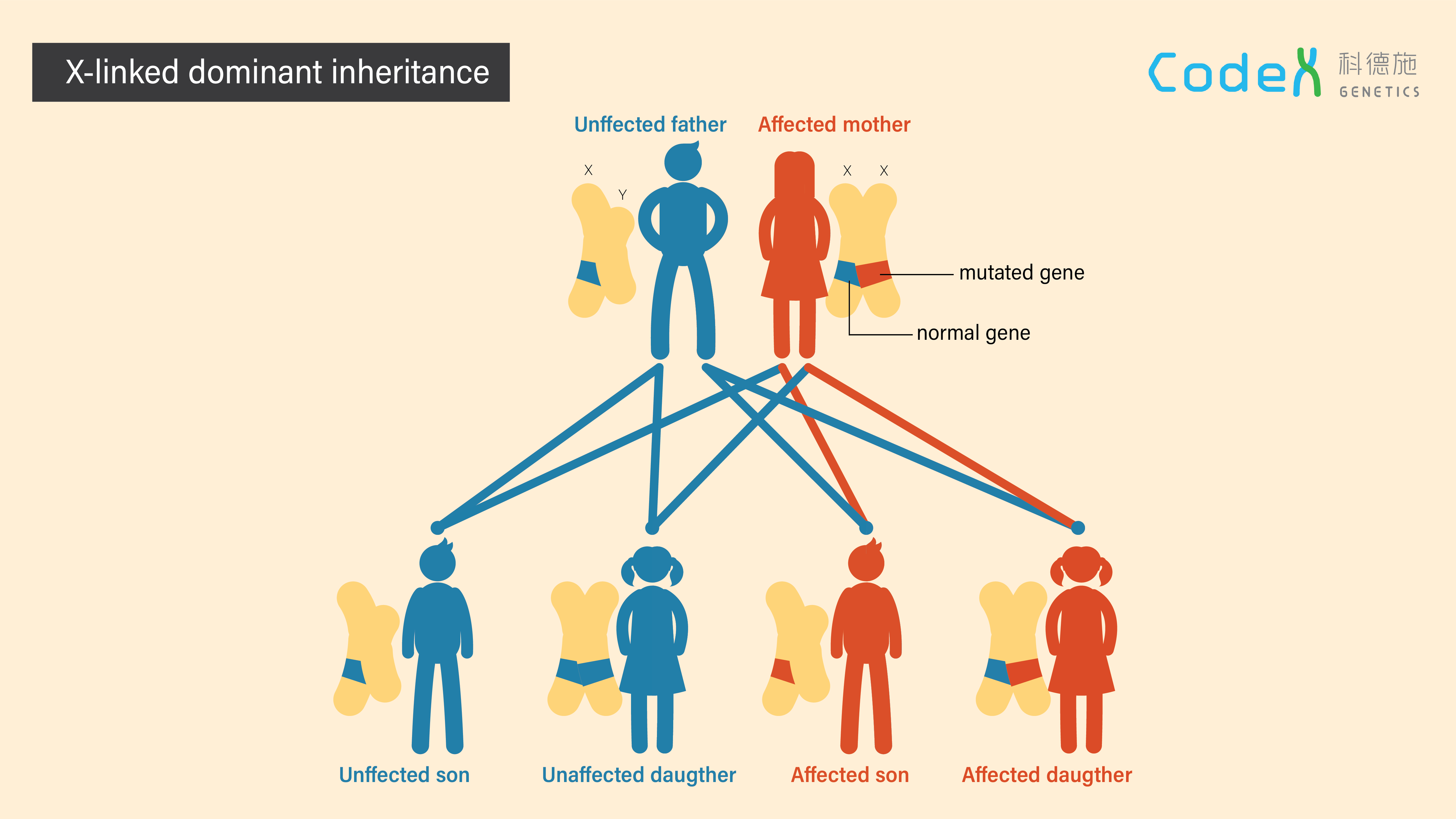 X-linked dominant inheritance 